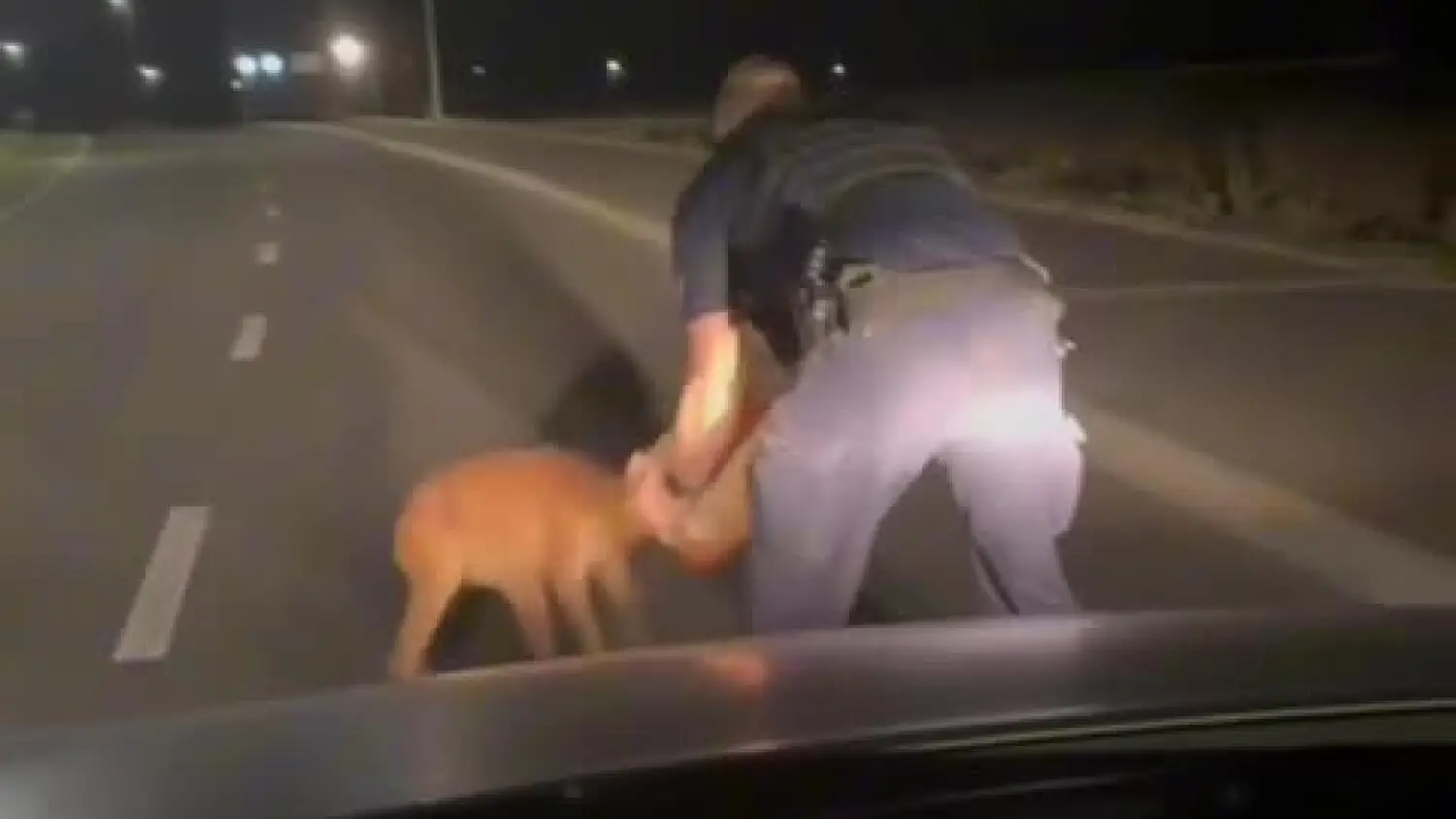 Sarna z kanistrem na łbie, nietypowa interwencja policjantów