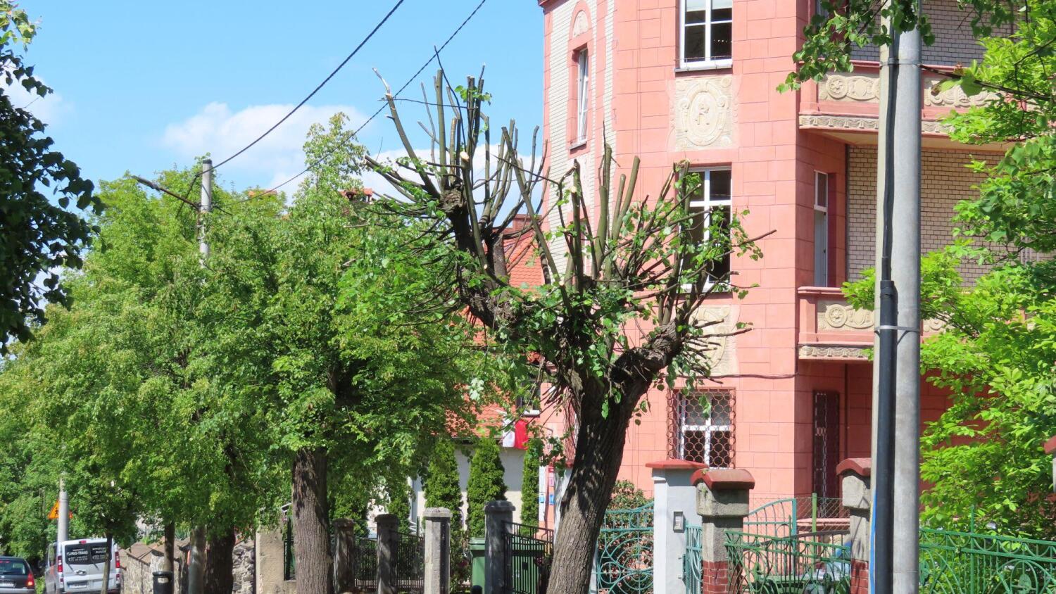 Masakra drzew przy Mickiewicza. Cięcia w środku okresu lęgowego